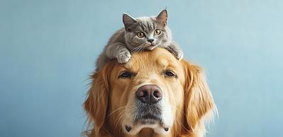 Pensionärsrabatter för Husdjursägare